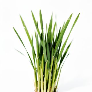 Barley Grass
