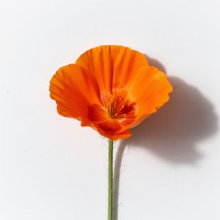 California Poppy