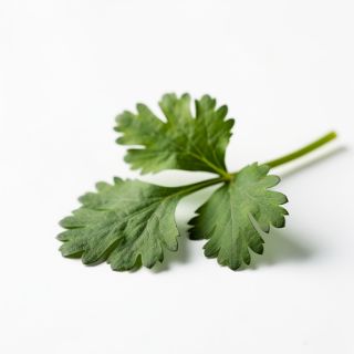 Cilantro