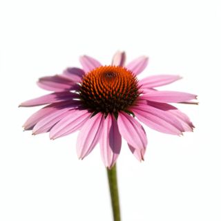 Echinacea