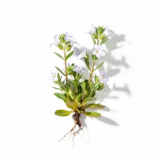 Eyebright