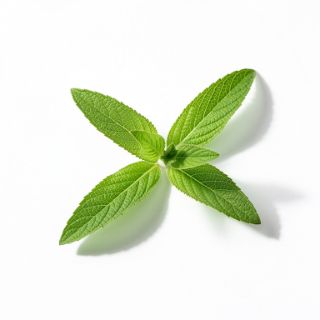 Lemon Verbena