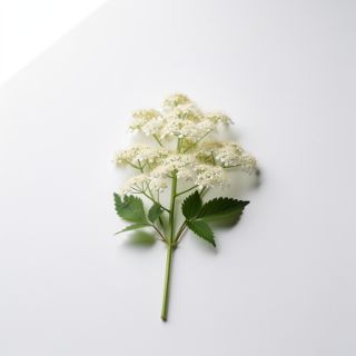 Meadowsweet