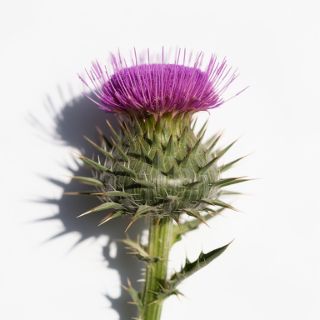 Milk Thistle