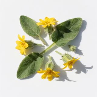Mullein Flowers and Leaves