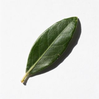 Olive Leaf