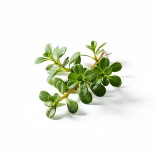 Purslane