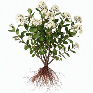 Red Root