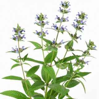 Skullcap