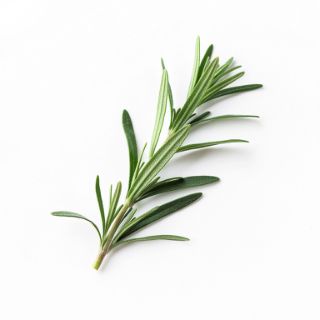 Tarragon